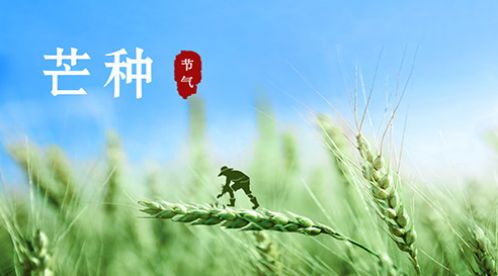 芒種 | 風(fēng)吹麥成浪，蟬鳴夏始忙【杭州易造】