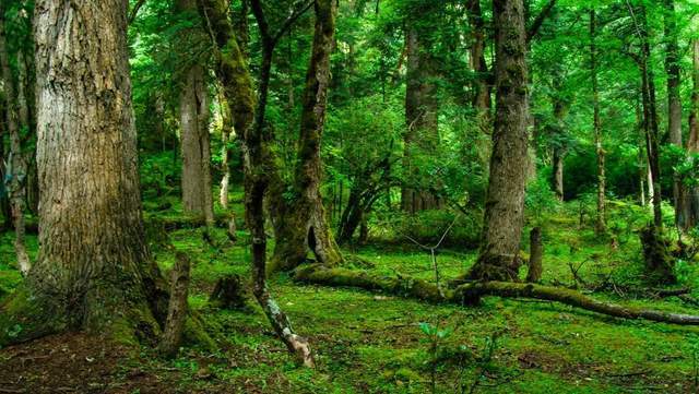 植樹(shù)節(jié)-春風(fēng)十里，正“植”有你【杭州易造】