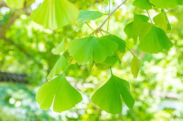 植樹(shù)節(jié)-春風(fēng)十里，正“植”有你【杭州易造】