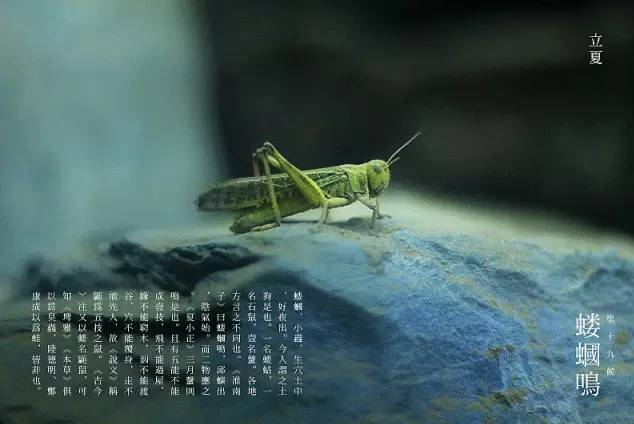 立夏六｜春光忽盡，夏木成陰【杭州易造】