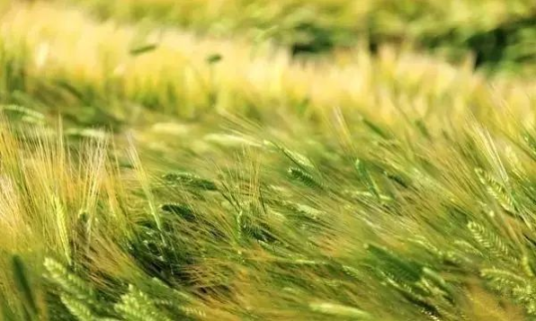 立夏六｜春光忽盡，夏木成陰【杭州易造】