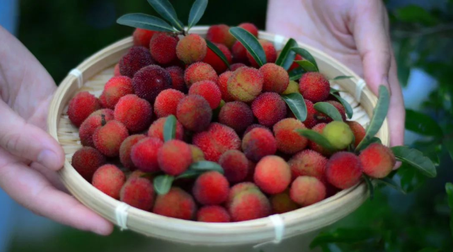 立夏六｜春光忽盡，夏木成陰【杭州易造】