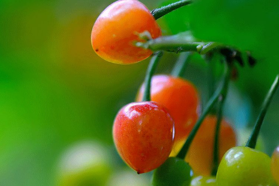 立夏六｜春光忽盡，夏木成陰【杭州易造】