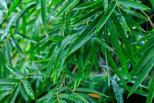 夏至 | 蟬噪林逾靜，鳥鳴山更幽【杭州易造】