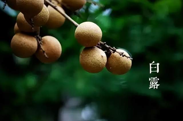 二十四節(jié)氣-白露 | 白露至,秋實(shí)美
